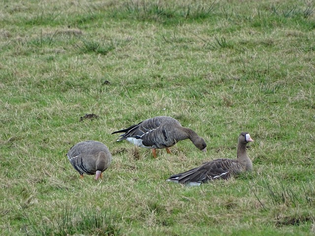 与尼克斯的 与尼克斯的